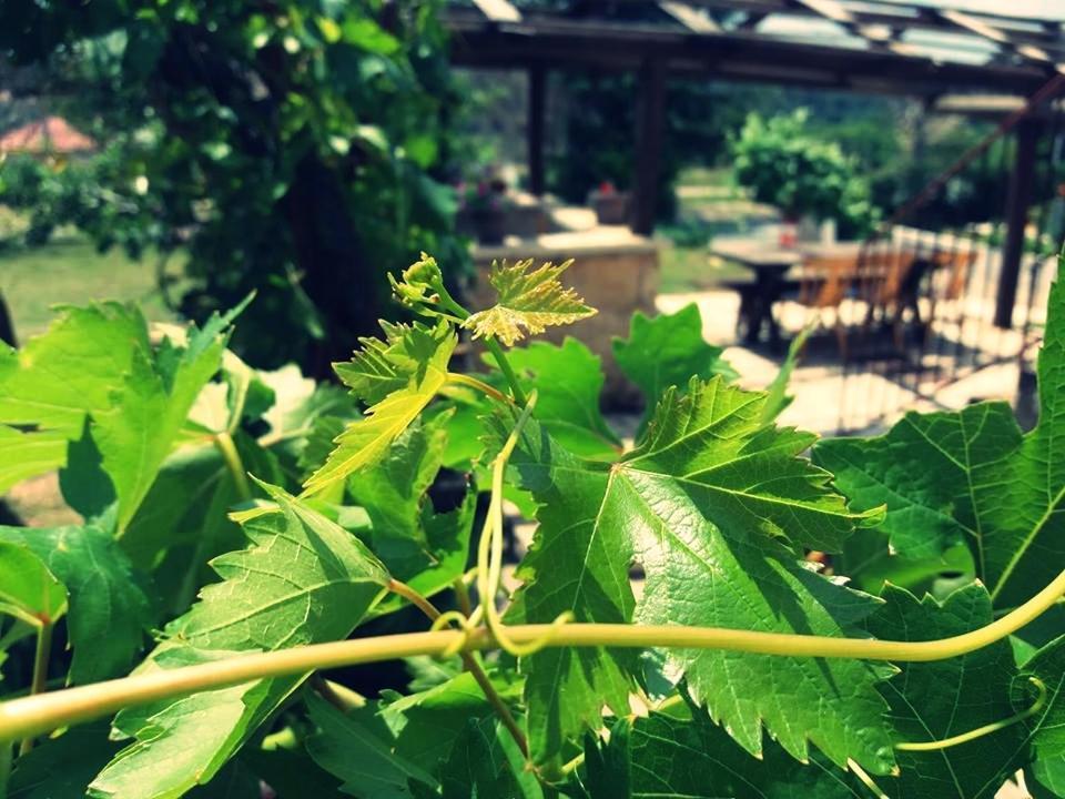 Apartmani Ajp Posedarje Buitenkant foto